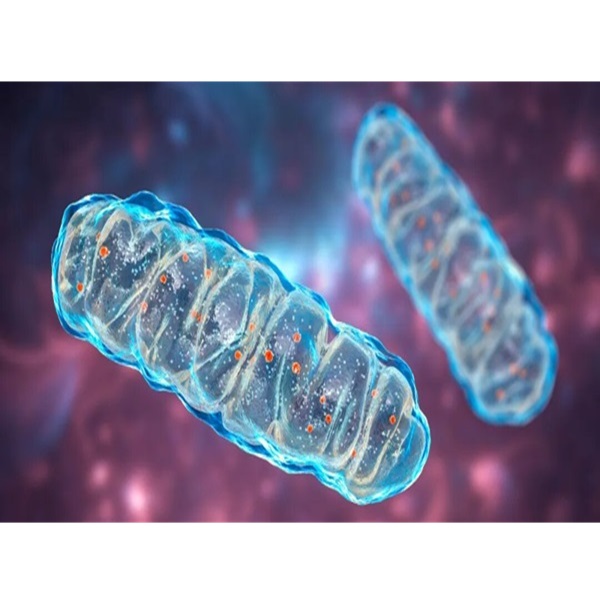 Liposomal Coenzyme Q10: Achieving a Technological Innovation in Antioxidant Efficacy