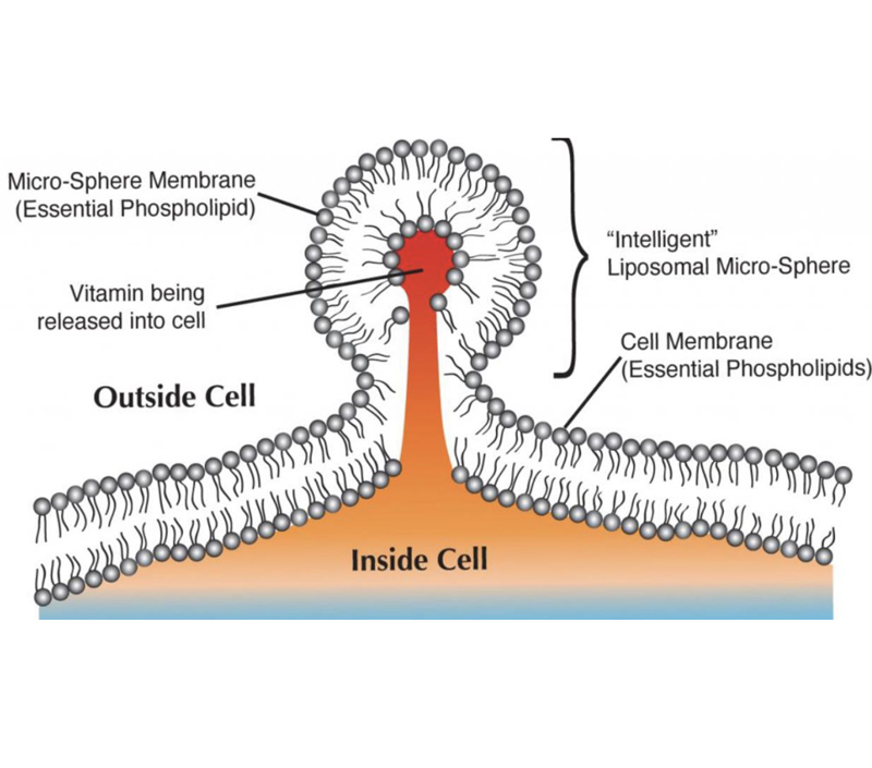 Double Absorption Rate