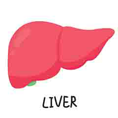 Liver Health