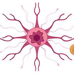 Nervous System Health