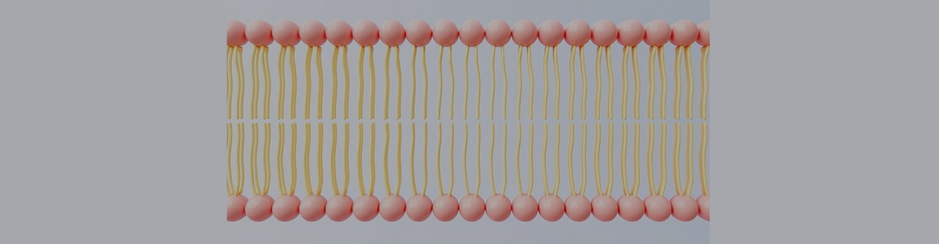 Liposomal Customization