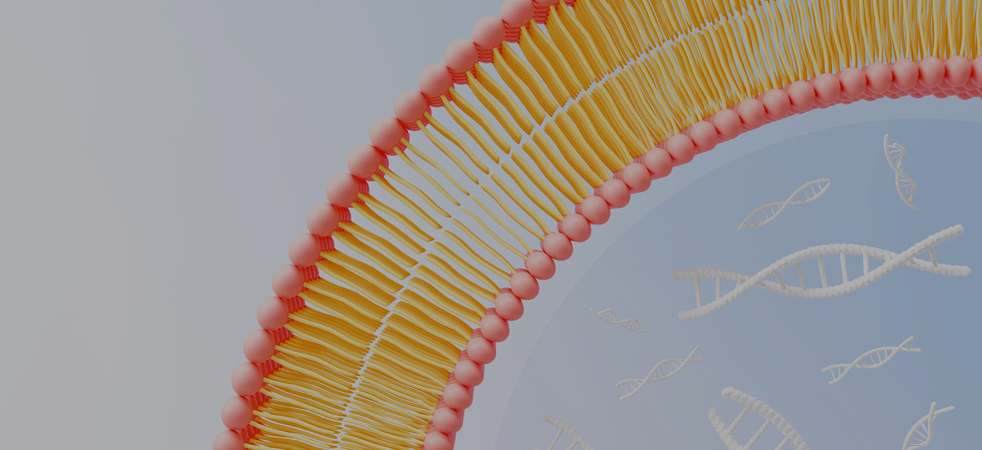 Why Choose LiposoMore？