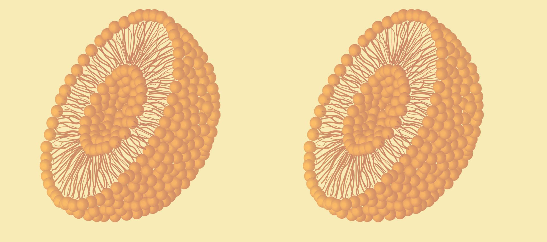 Liposomal Vitamin B2