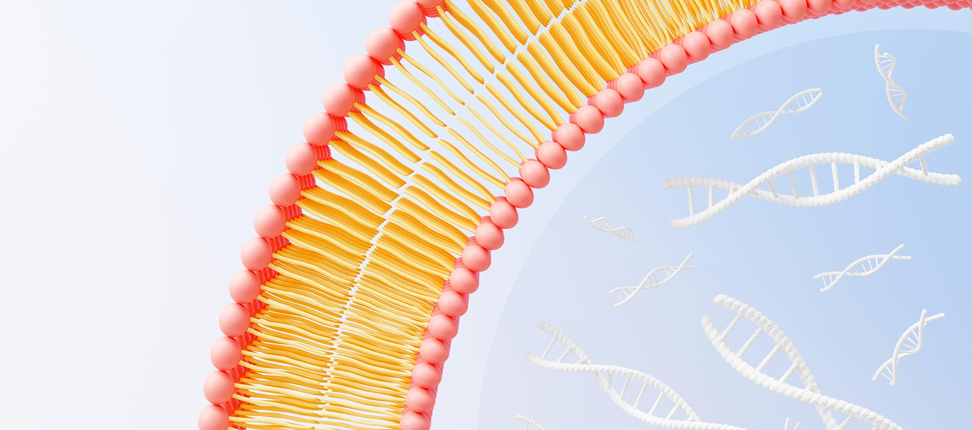 Liposomal Folic Acid