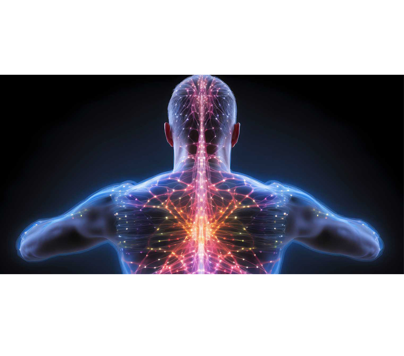 Promotes Cellular and Nervous System Health