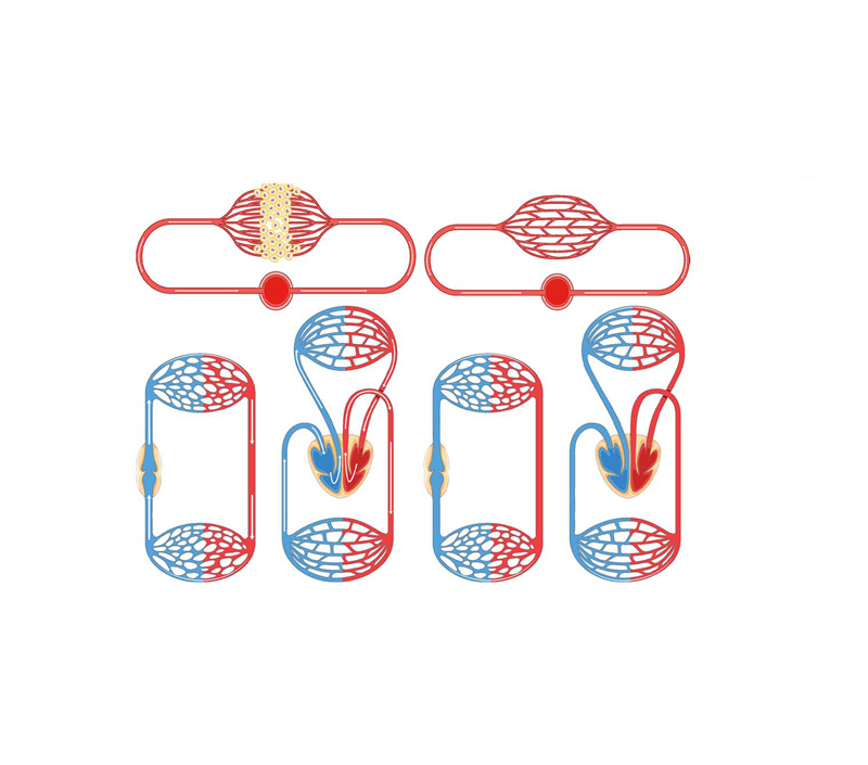 Supports Energy and Mitochondrial Function