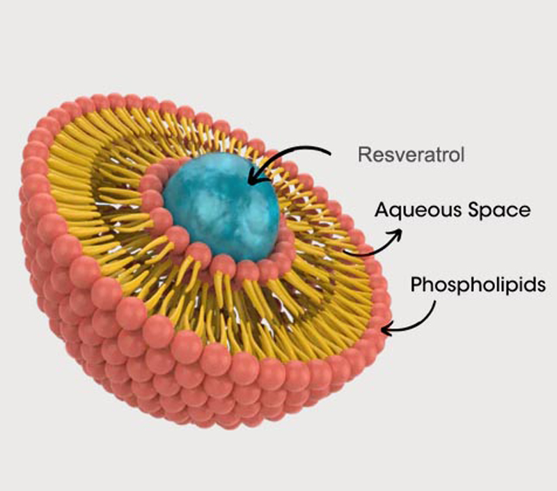 Anti-Aging and Cellular Protection