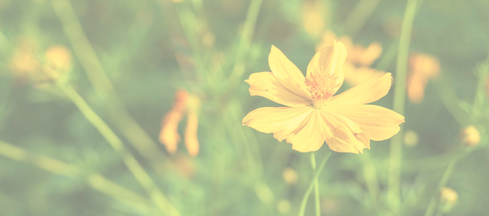 Liposomal Berberine Hydrochloride