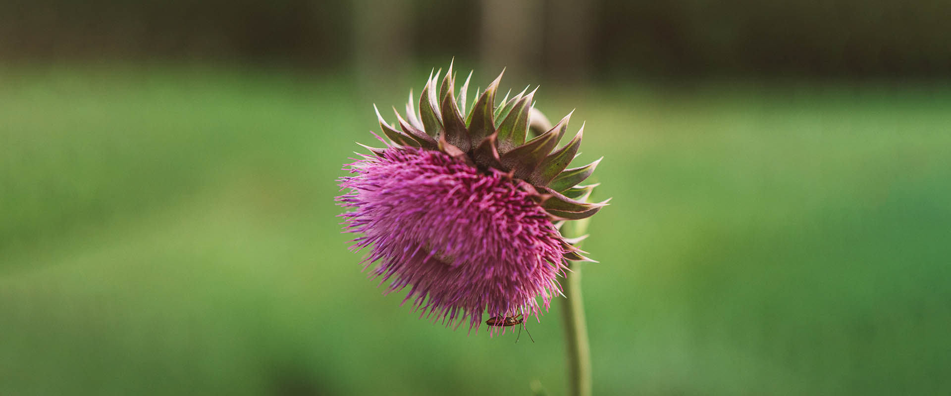 Liposomal Silymarin Features