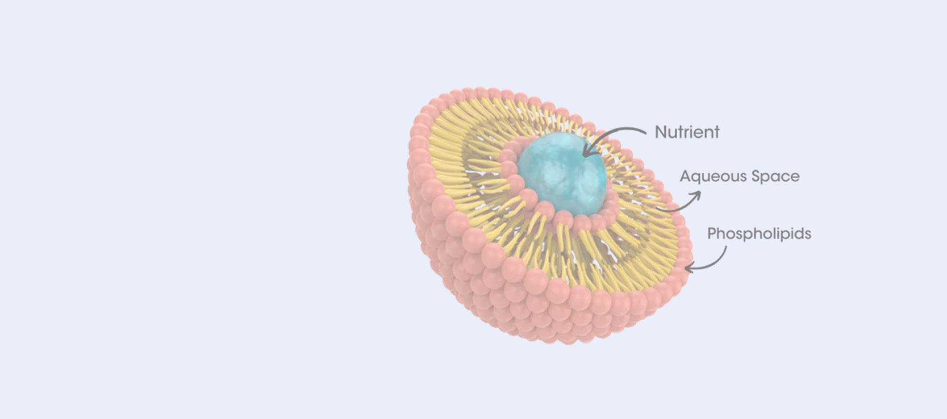 Liposomal Resveratrol