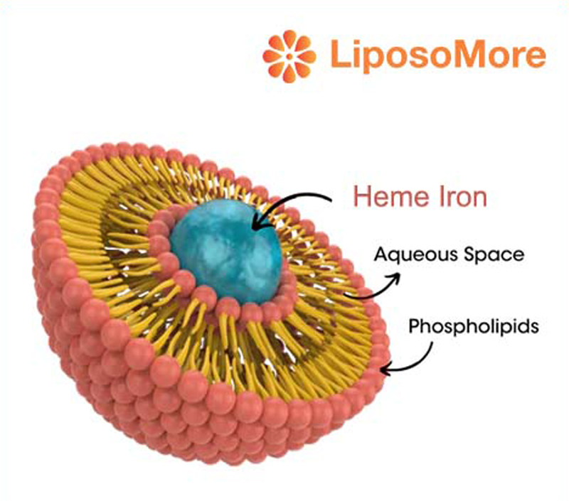Enhanced Absorption via Liposomal Delivery