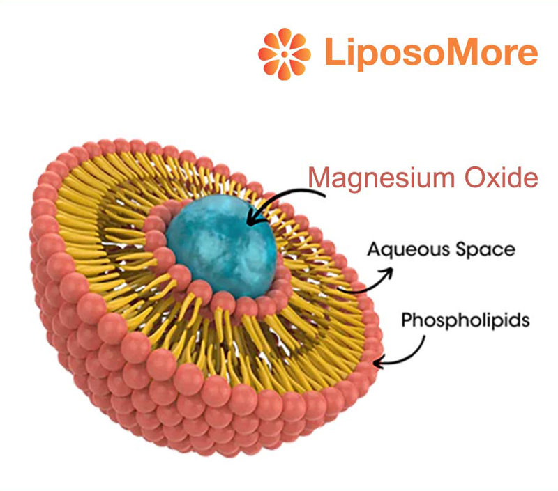 Supports Energy Metabolism and Muscle Function