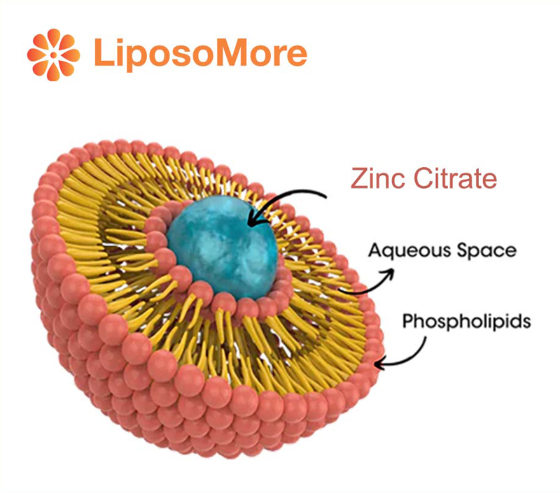 Stability and Bioavailability with Liposome Advantage
